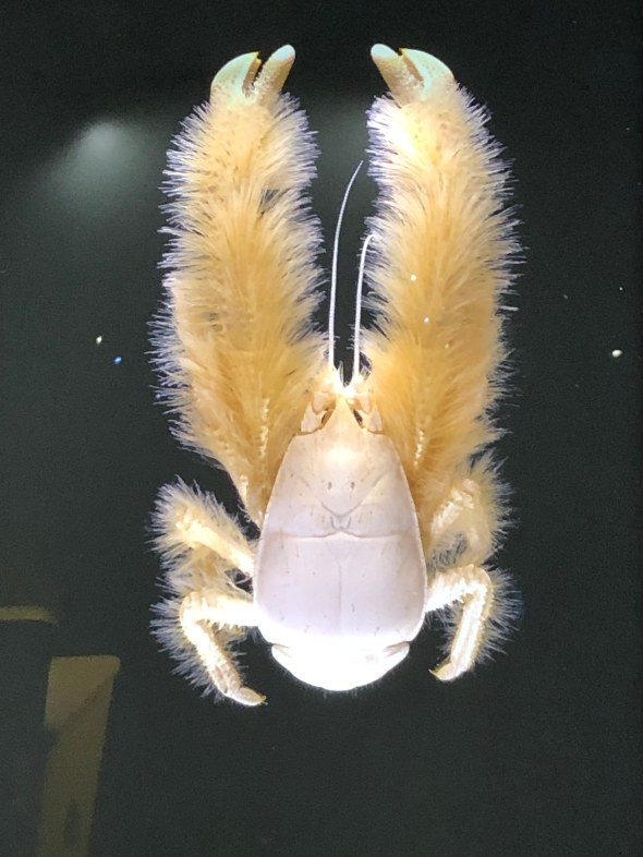 crabe à plumes
